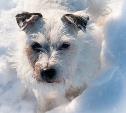 Запускаем новый фотоконкурс «Животные на снегу»