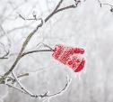 «Мороз и солнце, день чудесный!»: новый фотоконкурс Myslo