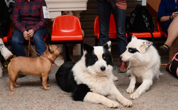 Бэби, щенки, юниоры: большой фоторепортаж с выставки собак