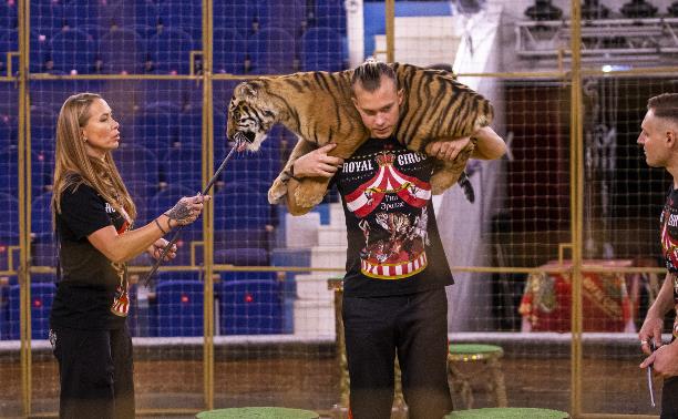 Фитнес для тигрят: как воспитываются будущие звезды цирка?