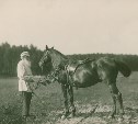 Толстой любил ездить  на Делире и хотел вывести свою породу лошадей
