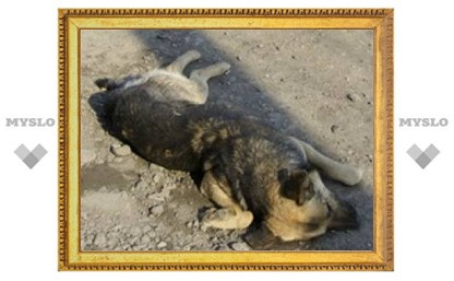 В Туле жестоко убили собаку