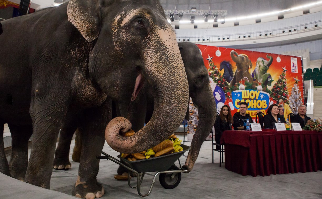 Цирк слонов билеты. Шоу слонов. Цирк новый год шоу слонов.