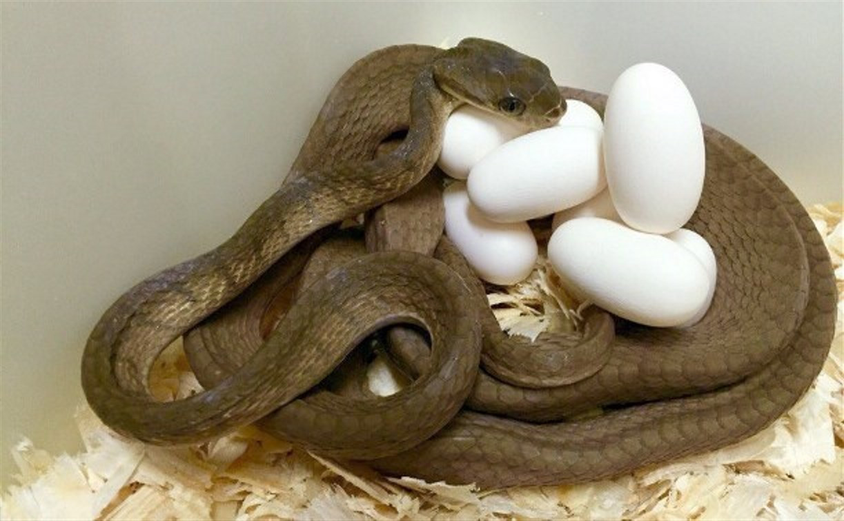 Как выглядят яйца гадюки фото