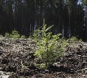 В Ясной Поляне продолжат восстановление уничтоженного вредителем леса