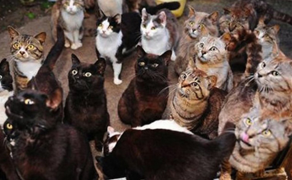 Фото где много. 40 Кошек. 40 Кошек в квартире. Сборище котов. Толпа кошек в квартире.