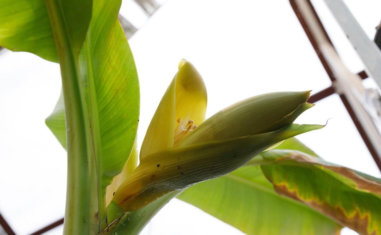 В теплице музея-усадьбы «Ясная Поляна» впервые зацвел райский банан