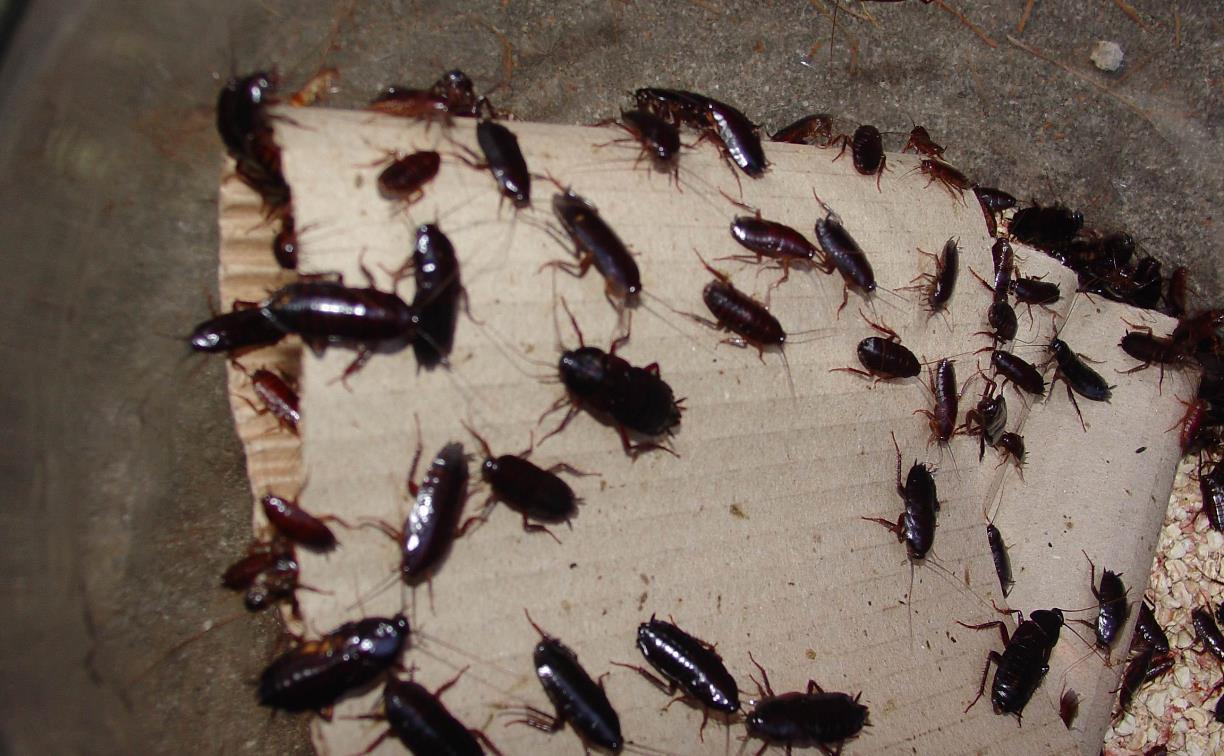 Россиян предупредили о грядущем нашествии тараканов