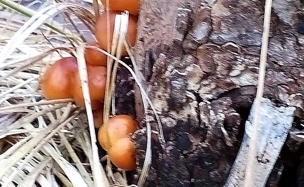 В декабре в Туле из-за аномального тепла начали расти грибы