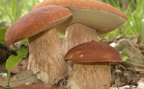 Пролетарский парк приглашает на День грибника и грибов