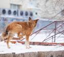 Дюмин дал главе администрации Новомосковска неделю на решение проблемы бездомных собак