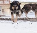 25 и 27 января в Алексине будут отлавливать бездомных собак