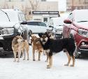 Бродячие собаки в Туле: куда пожаловаться и что происходит с ними после отлова