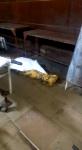 Очередной скандал в тульском морге: куча тел на полу, а новые стеллажи пусты , Фото: 4