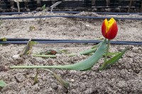 Тюльпаны , Фото: 11
