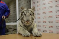 Цирк "Максимус" и тигрица в гостях у Myslo, Фото: 10