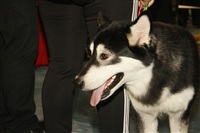 В Туле прошла всероссийская выставка собак, Фото: 42