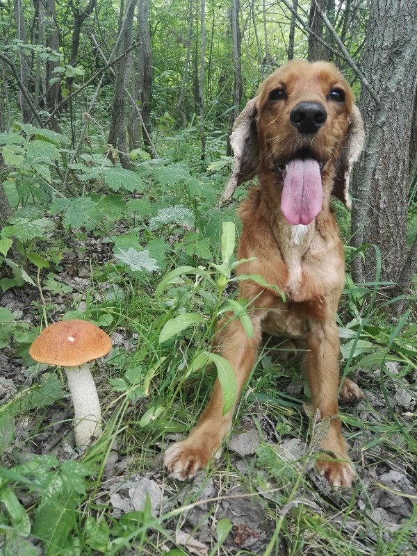 Мой Каштан вроде бы охотничья порода, но охотиться он может только на грибы!