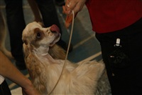 В Туле прошла всероссийская выставка собак, Фото: 6