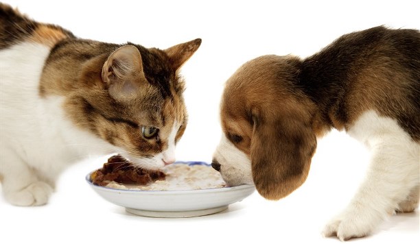 Кормление кошек и собак готовыми кормами