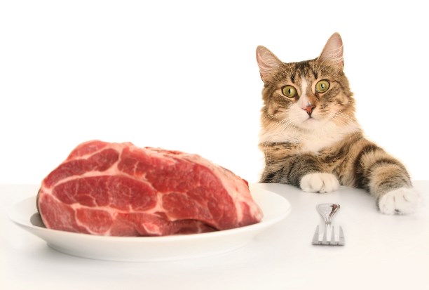 Какое мясо у собаки и кошки